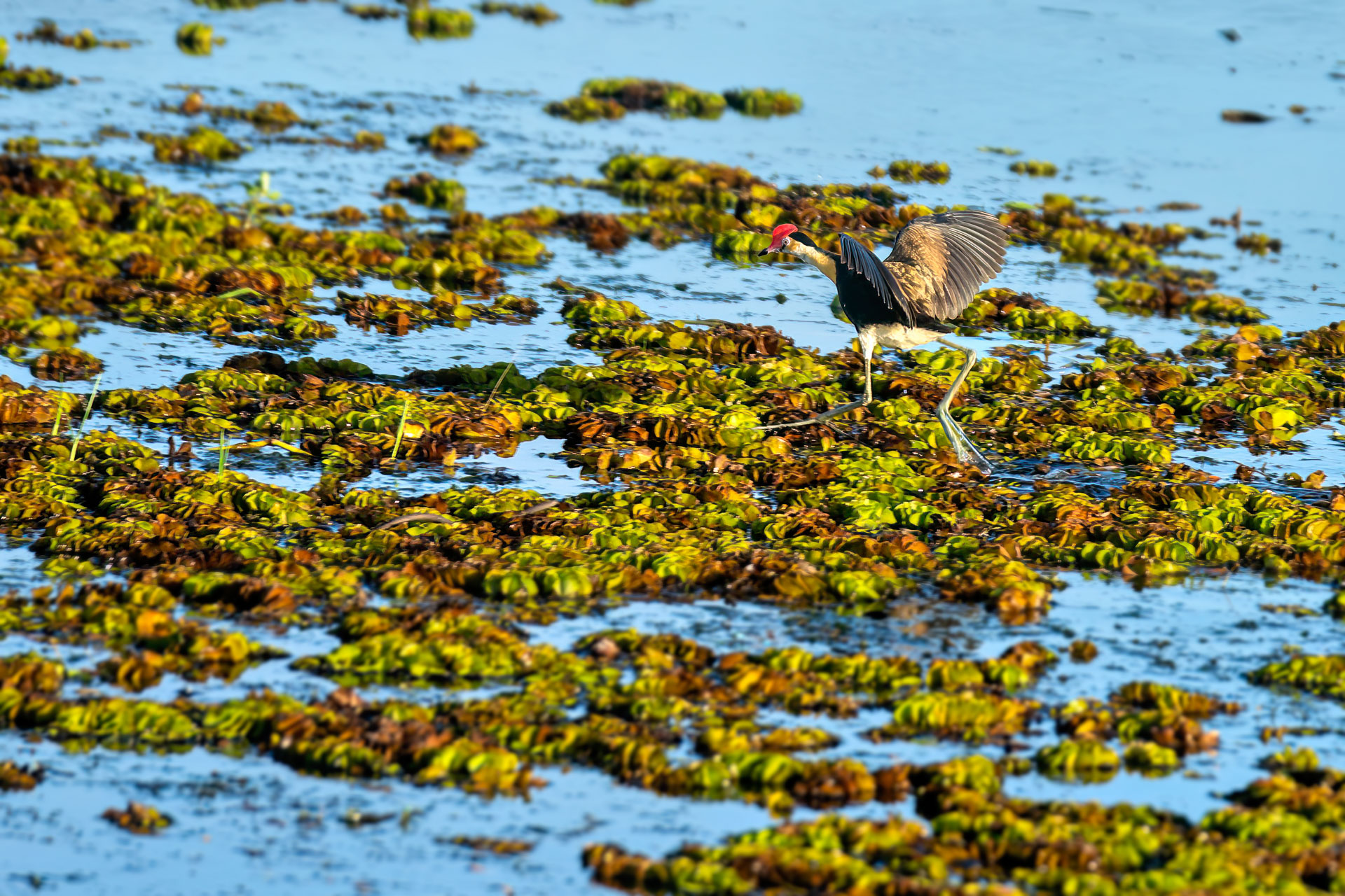 Kakadu National Park - Bootstour im Yellow Water Billabong - Kamm-Hauben-Jacana